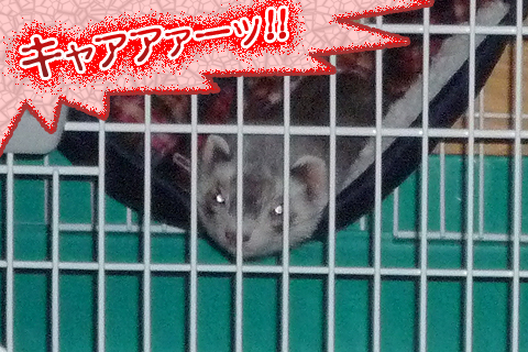 キャアァァァー!