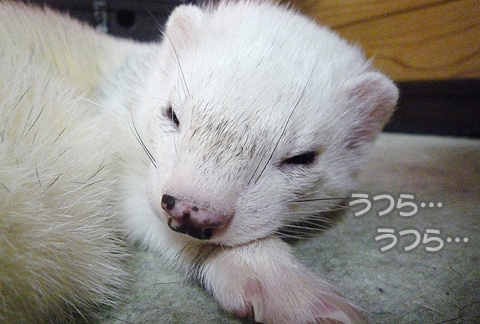 うつら、うつら…