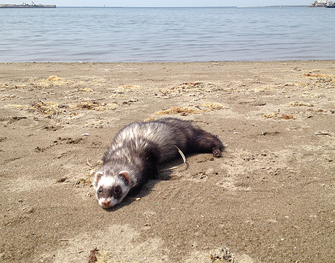 海に来ました。 海に来ました。