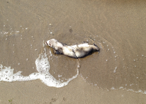 海水浴よ! 海水浴よ!