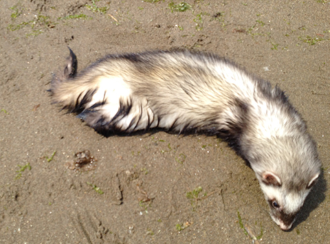 ビショビショ ビショビショ