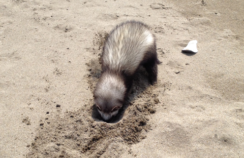 穴掘り! 穴掘り!