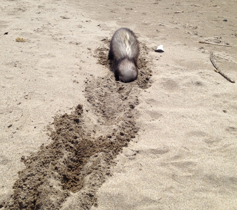 どこまでも掘るの! どこまでも掘るの!