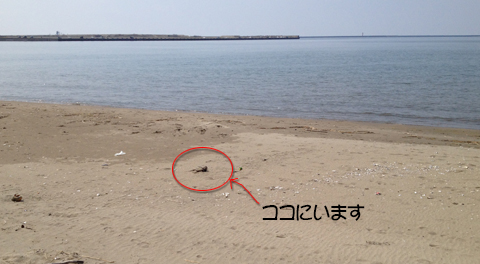 海岸です。 海岸です。