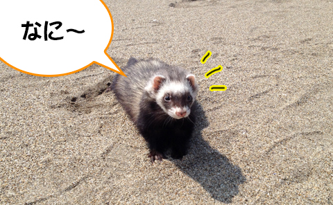 呼んだかしら 呼んだかしら