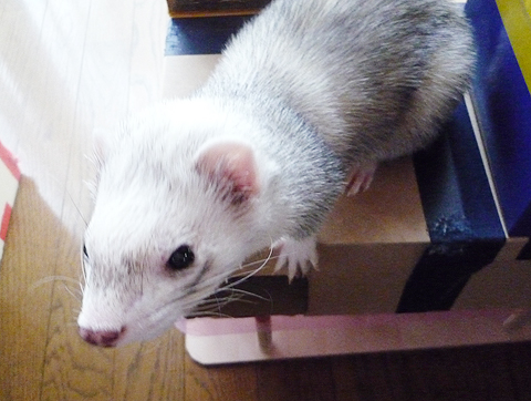 つまんなかった？