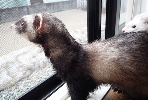 残雪の候いかがお過ごしですか