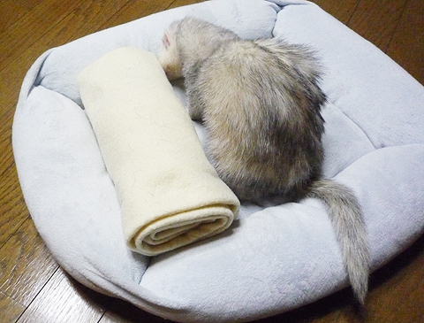 きれいにたためたかな？