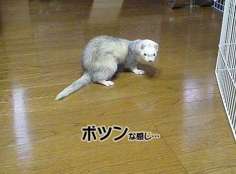 ハルはどこに？