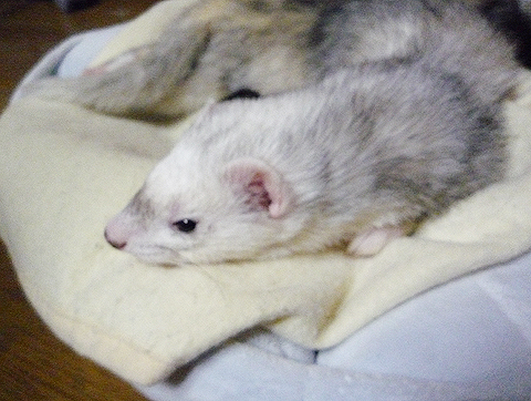 気持ちが折れっぱなしです