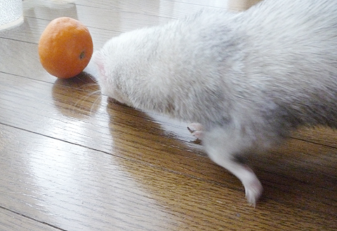 鼻でツンツンって感じで