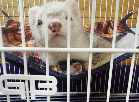 おおお・お兄ちゃ?ん