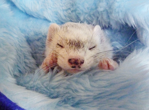 まんま(間違い)