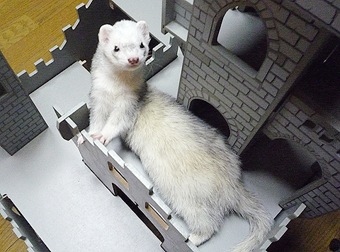 へへ?っ、上があった?！