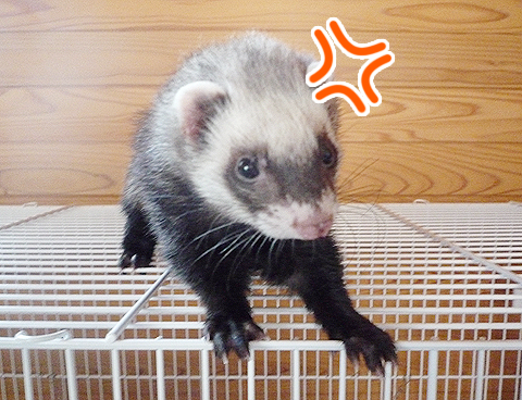 ワタシだって怒りますヨ！