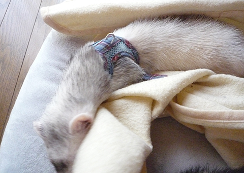 またまたハーネス