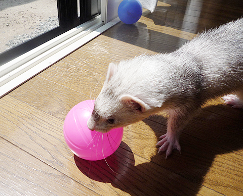 ボールころころ