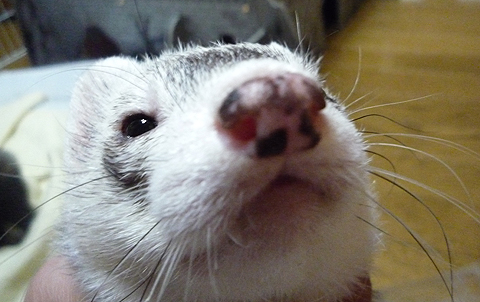 お兄ちゃんブサイクだね。