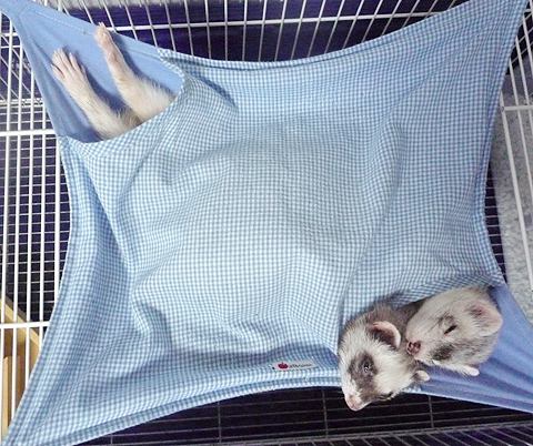 タロウ兄ちゃん、熟睡。