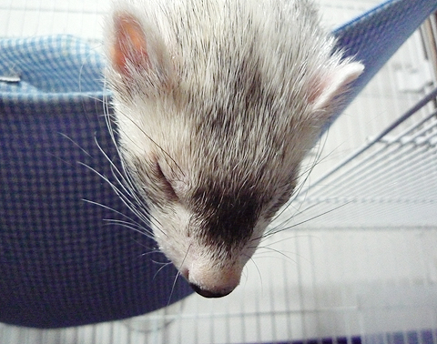 寝てるんですよ。