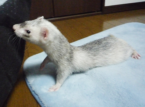 白くなったでしょ？