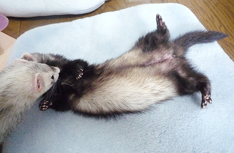 みっともないよ、ハル。