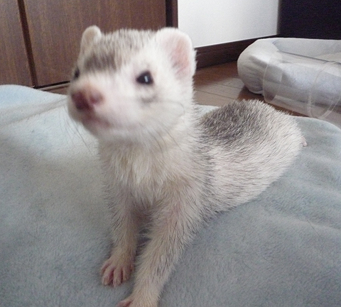 ピンボケだぁ?…