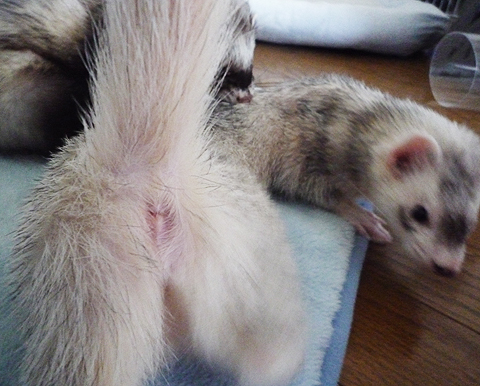 あれ？治ってる