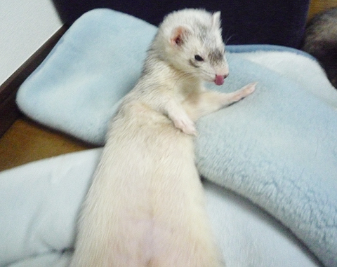 あおむけでしょ？