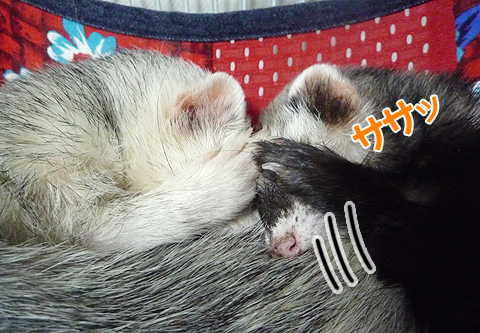 ワタシもダメよ