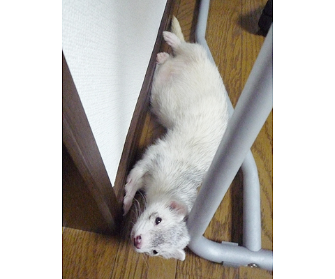 ヒンヤリして気持ちいいです。