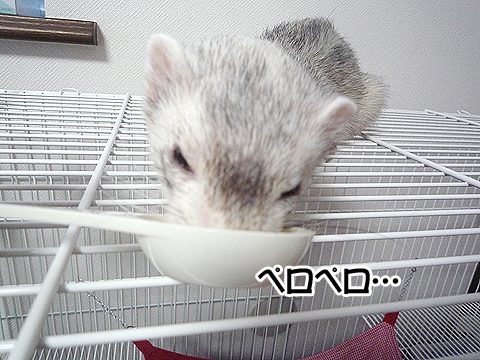 ペロペロ…