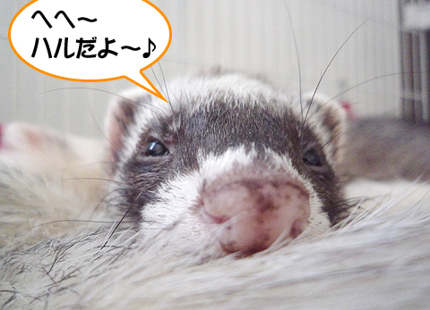 ハル邪魔だってば