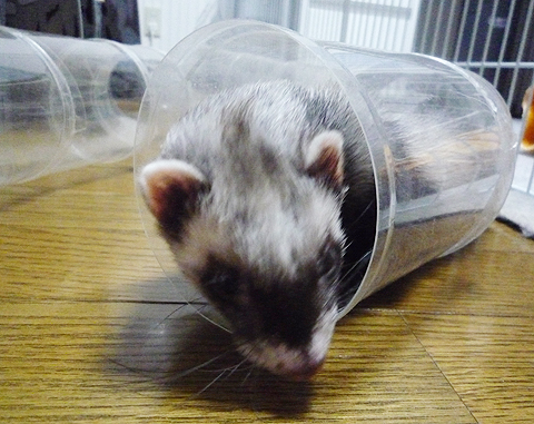 パイプ遊びは楽しいね