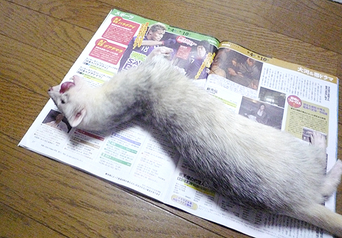 あぁ、うっとり…