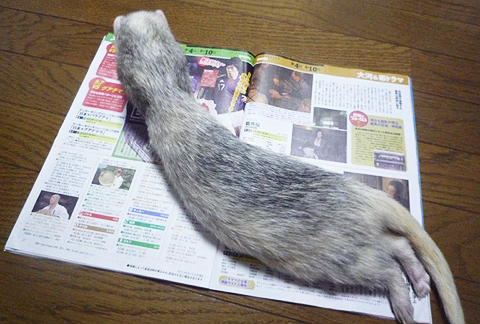 あっ、テレビジョンだ?！