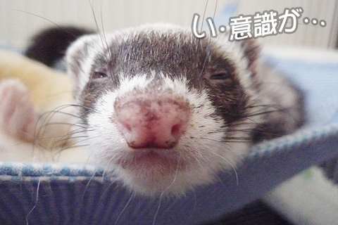 あぁ…、意識が遠のくよ…