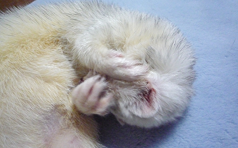 バリバリして…