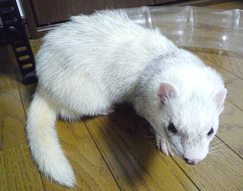 冬用に毛替わりです。