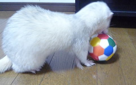 へへ?、ボクのボール♪