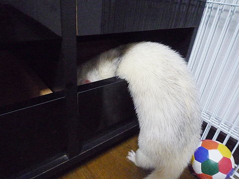 中はどんなかな？