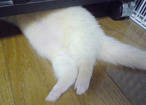 ムチムチな太もも