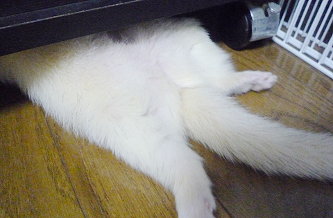 ムチムチなお腹