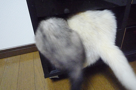 ワタシが先に入るの！