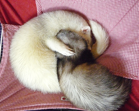 二人でウトウト…。