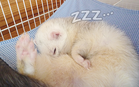 タロウ兄ちゃんは爆睡中