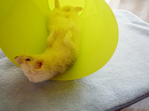 こっち向きでダラ?ン