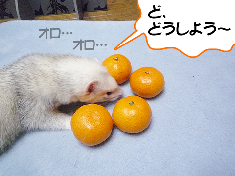 ど、ど、ど、どうしよー。