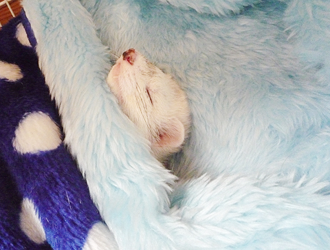 クークー、スヤスヤ…