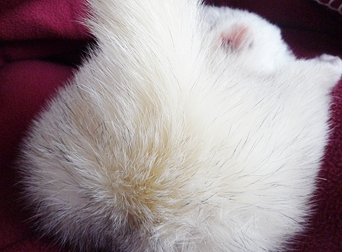 あれは、なんでしょうか